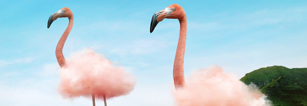 A photo of two flamingoes.