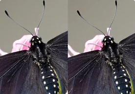 A before and after photo of a butterfly that has been adjusted using the Sharpening sliders.