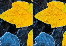 A before and after photo of a leaf that has been adjusted using the Texture slider.