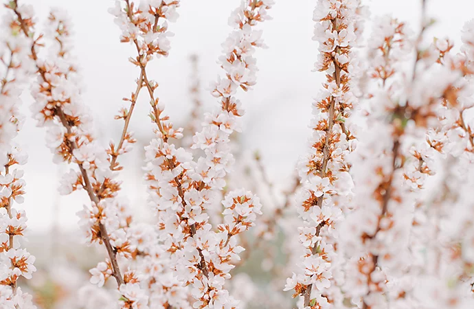 Close-up of flower blooms