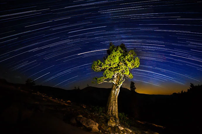 Star trails behind a well-lit tree