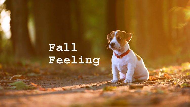 Desktop wallpaper, featuring a puppy outdoors and the words "Fall feeling", being edited in Adobe Express