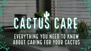 Cactus Houseplant Care Youtube Thumbnail Social Media Marketing