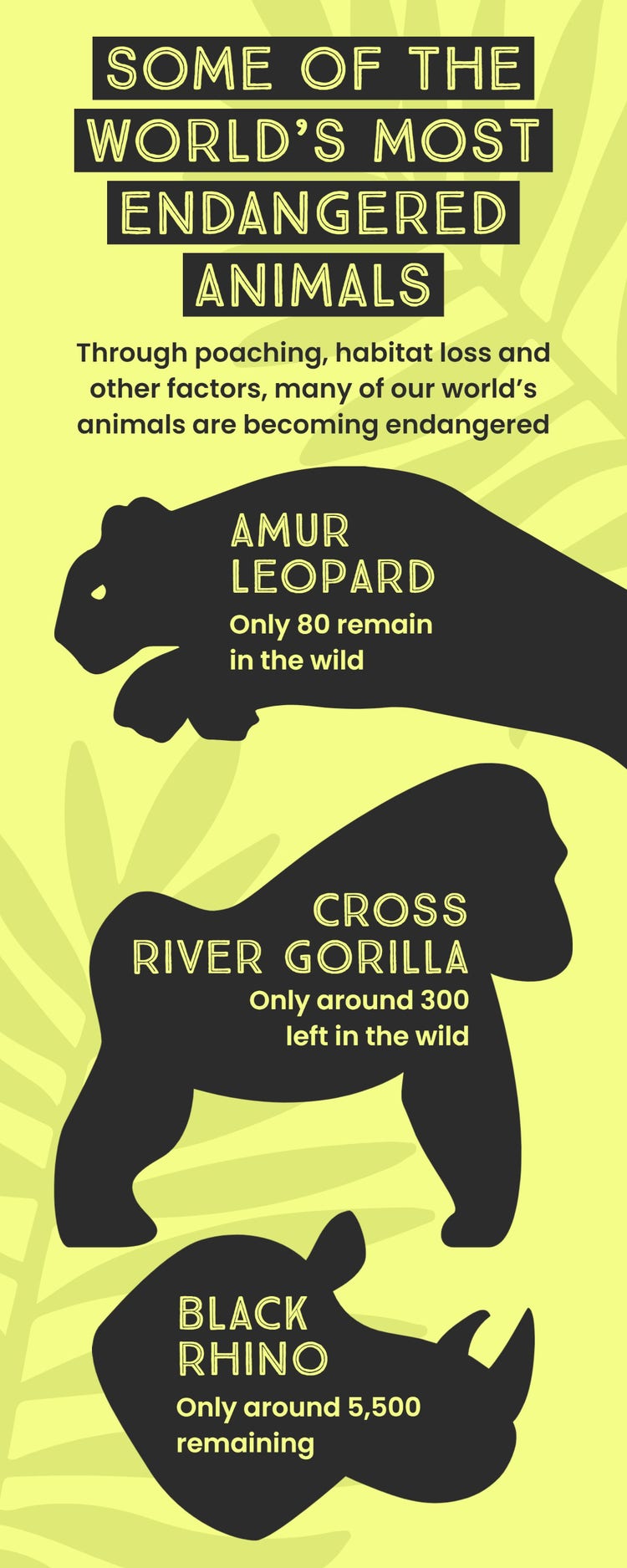 Yellow and Gray Endangered Animals Infographic