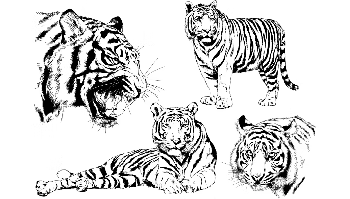 Wireframe sketch of a tiger