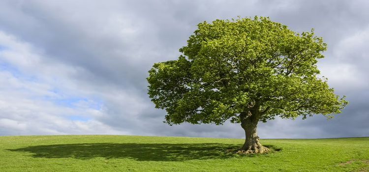 Foto di un albero