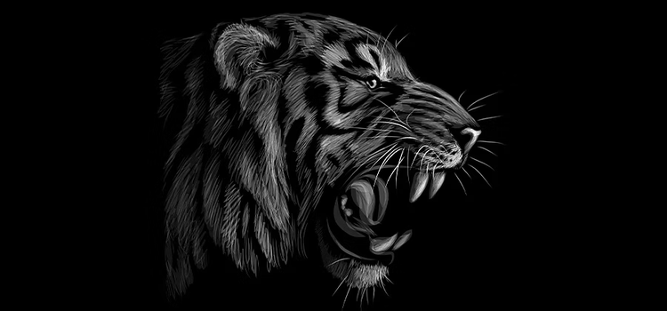 Black-and-white drawing of a tiger