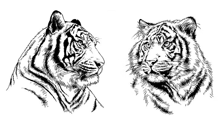 Side facial drawing of a tiger, and facial drawing of a tiger