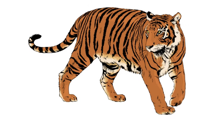 Wireframe sketch of a tiger