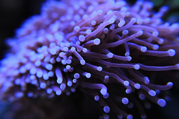 Foto macro di un corallo Euphyllia