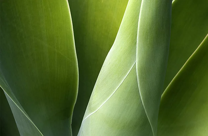 Color photo of a close-up of green blades of a plant