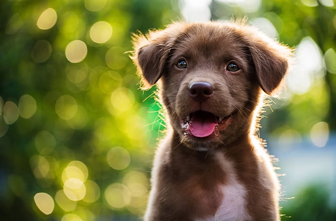 Cucciolo di cane in primo piano su sfondo bokeh