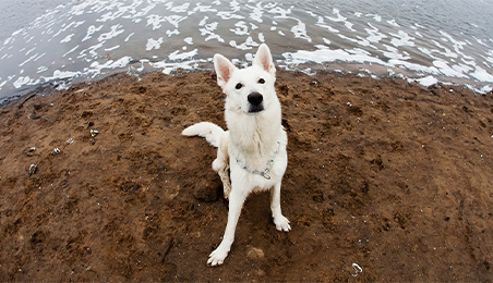 Cool use of focal length photographing a white dog next to the water