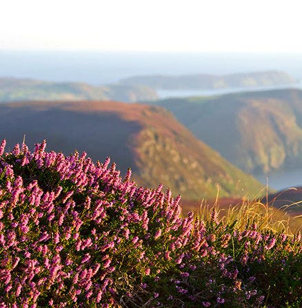 Low depth of field shot of sunlit flowers on a hillside