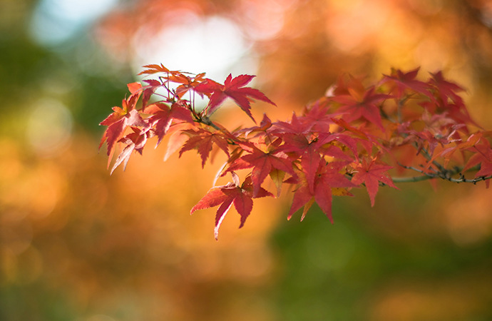 Foglie di acero rosso in primo piano su sfondo bokeh