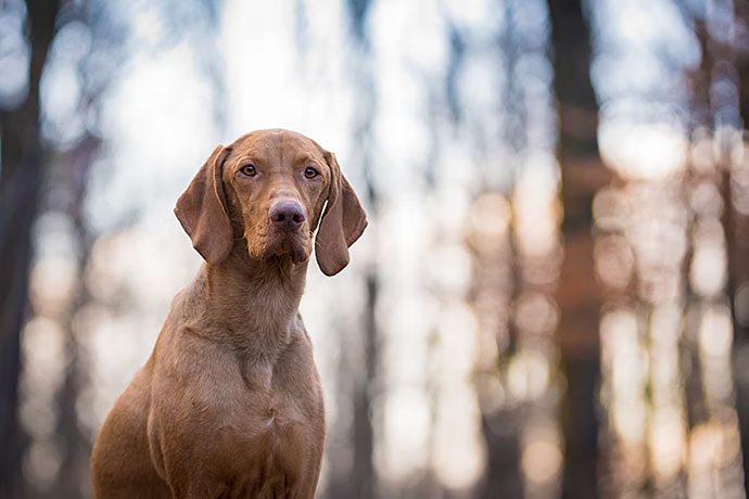 Un cane adulto in una foresta scattato con effetto bokeh