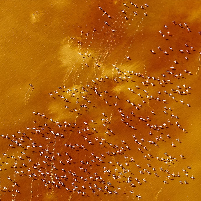 Aerial shot of a flock of flamingos taking off over a brown shoreline