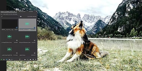 Pannello Browser multimediale di Adobe Premiere Pro sovrapposto a un’immagine di un cane seduto in un campo mentre ulula.