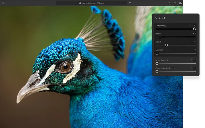 Adjusting settings of a photo of a peacock in Adobe Photoshop Lightroom