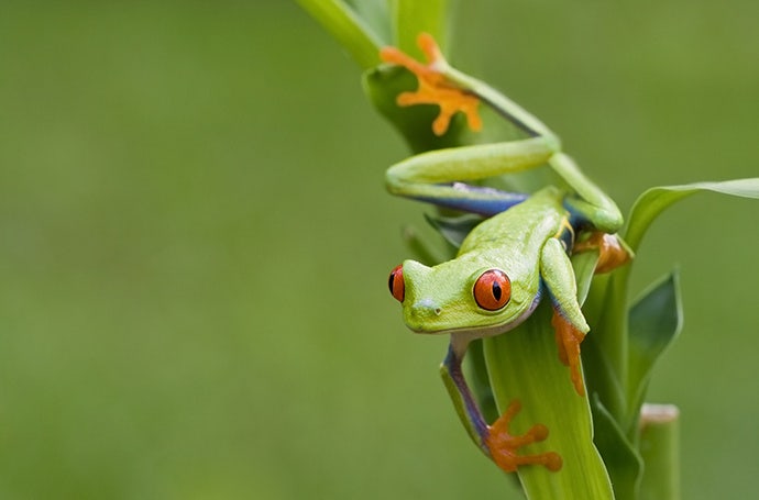 Tiny green frog clinging to bamboo leaves captured using macro photography