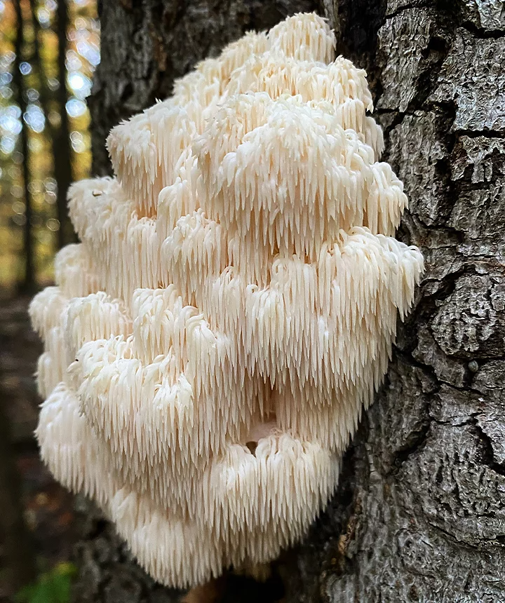 Lion's mane mushrooms growing on the side of a tree