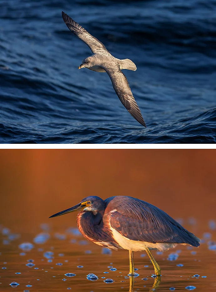 A photo of a bird flying on top of a photo of a bird standing in shallow water