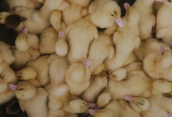 A group of baby ducks bunched together displaying texture in photography