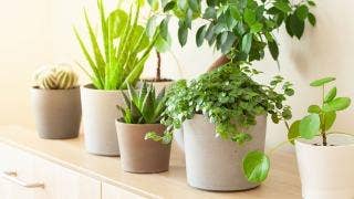 花瓶に入った植物 自動的に生成された説明