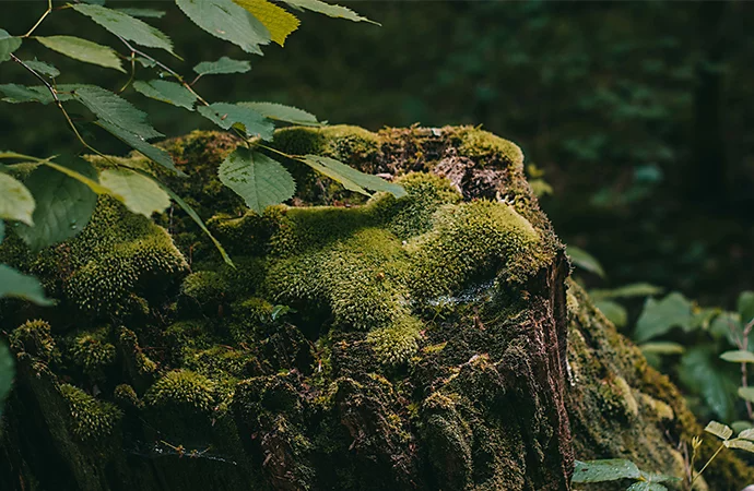 A photo of a tree stump covered in moss