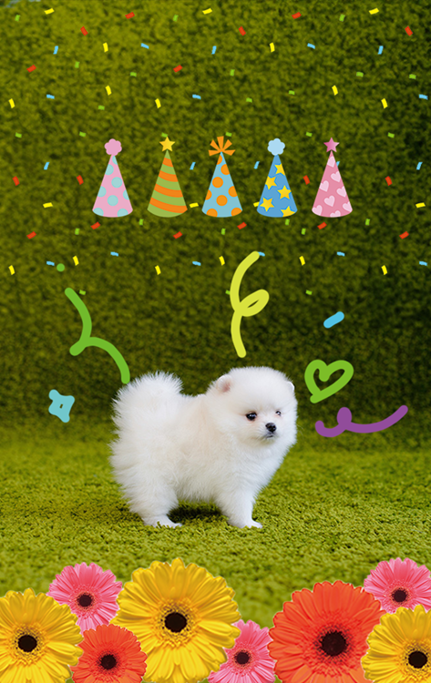파티 모자와 꽃이 있는 애완 동물 사진 카드 디자인