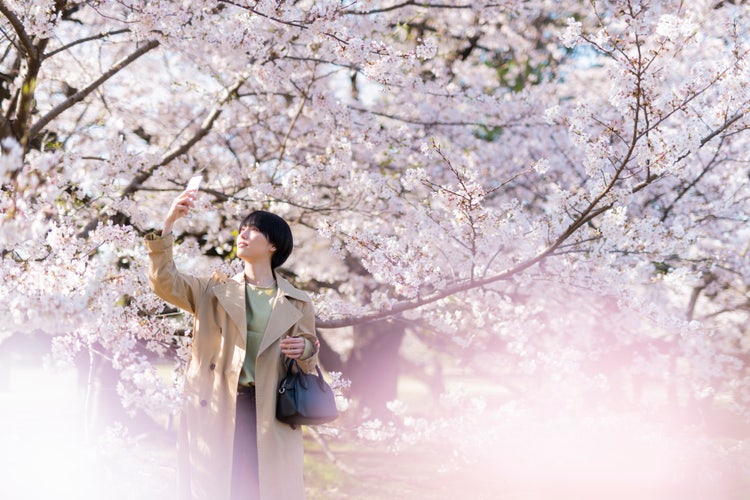 벚꽃축제 즐기며 벚꽃 사진 찍는 여성