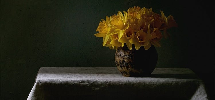 Still-life image of blooming yellow daffodils in low light