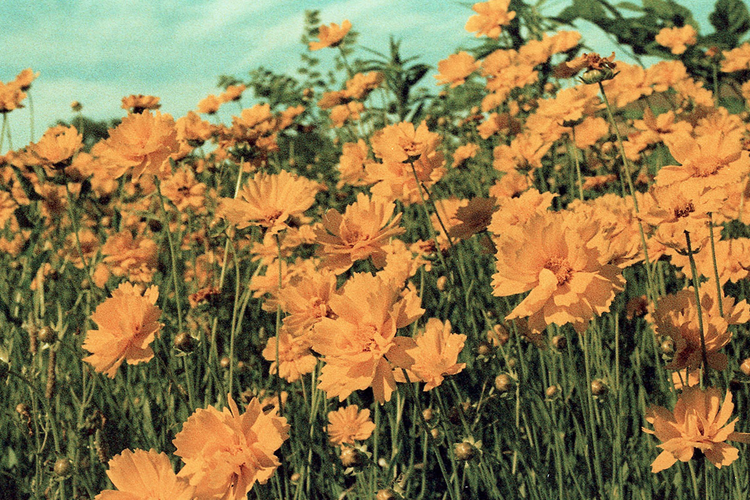 A patch of orange flowers made to look vintage with Photoshop