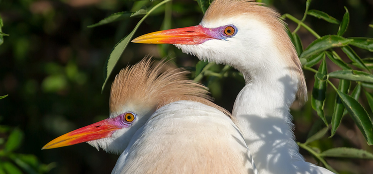 Close-up photo of two birds