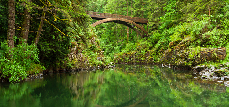 A photo of a bridge over a large stream in the forest