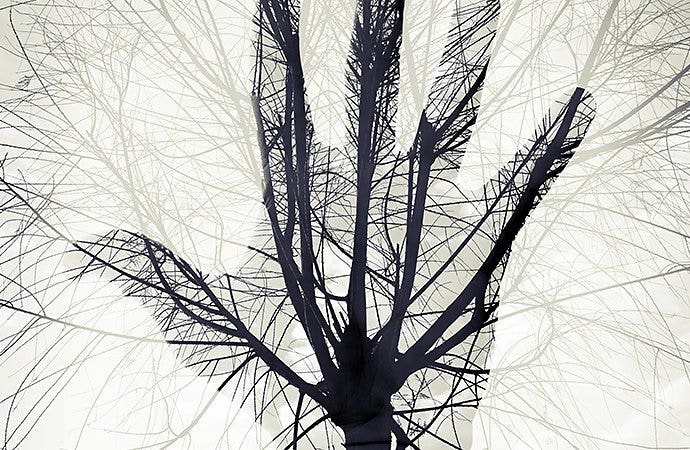 Surreal photo of tree branches that look like veins in a superimposed hand