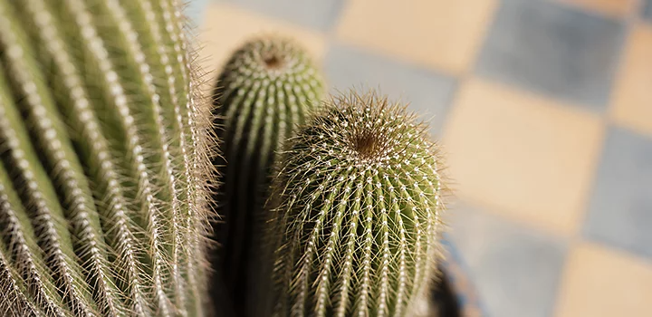 Close-upfoto van cactussen in een pot als voorbeeld van hoe je betere foto's maakt