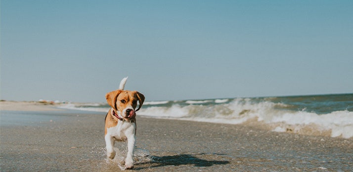 Capturing a puppy, the surf, and the ocean stretching to the horizon