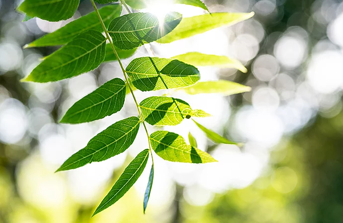 Close-up of tree leaves