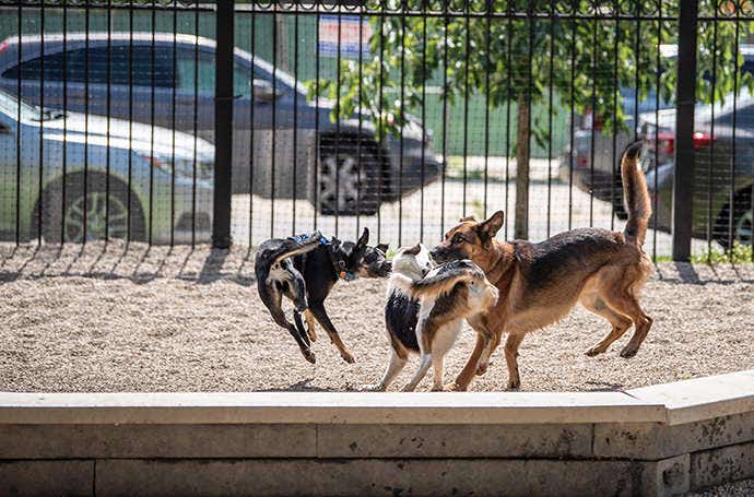 Crisp image of dogs playing at the park shot at a high shutter speed