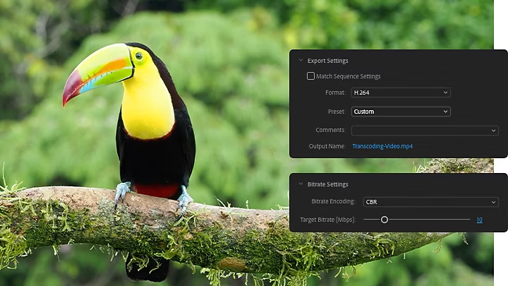 The Adobe Premiere Pro Export Settings and Bitrate Settings window panes superimposed over an image of a toucan bird sitting on a tree branch