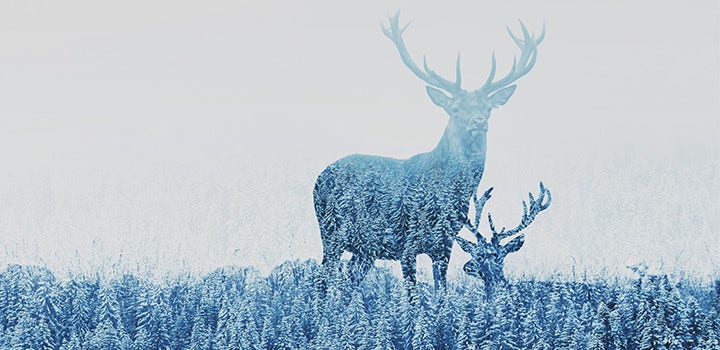 Photo of two deer silhouettes filled with forest overlay.