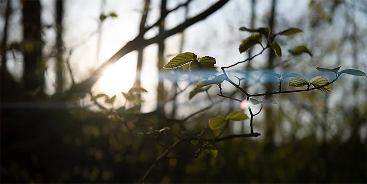 A tree branch with the sun glaring in the forest background