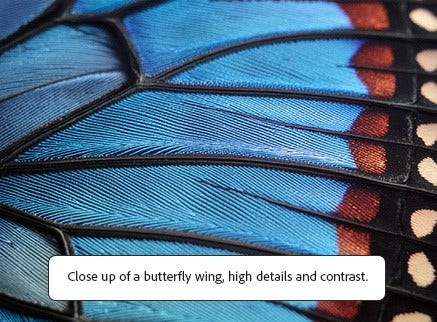 AI generated photo of a butterfly wing close up