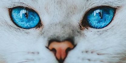A close-up photo of a white cat's face with intensely blue eyes