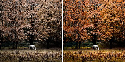 Two identical photos side by side of a horse grazing in front of a forest, but the photo on the right has the Adobe Photoshop Lightroom &quot;Vivid&quot; preset applied to it