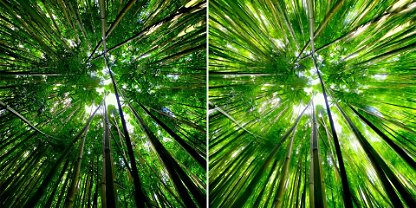 Two identical photos side by side of looking up at skylight in a forest, but the photo on the right has a filter applied to it.