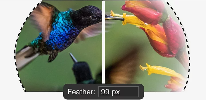A split image of a hummingbird showing before and after feathering is applied.
