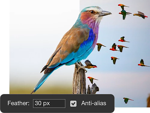 An example image of a bird with feathering and anti-aliasing applied.
