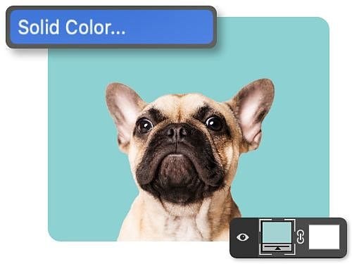 A solid color background being applied in Adobe Photoshop to a French bulldog photo with window overlaid